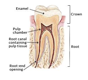 One Visit Root Canals | Corporate Lakes Dental